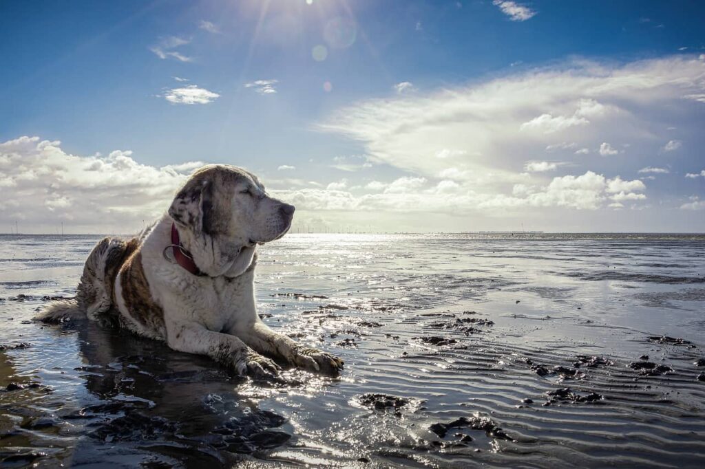 Nejlepší psí pláže v Chorvatsku